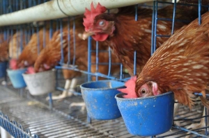 Periode Starter Ayam Petelur